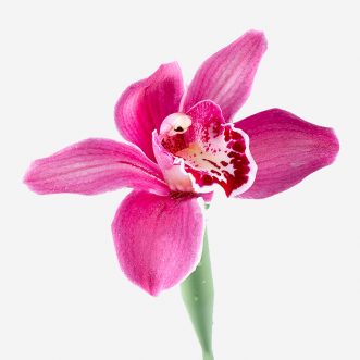Орхидеи поштучно